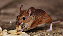 24 Hour & Emergency Exterminators in Newbury Park, CA